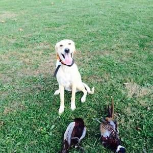 Meet your Posher, Bruce